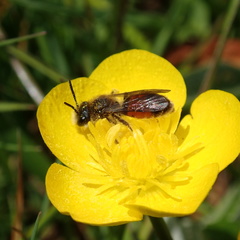 Andrena labiata