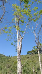 Machaerium hirtum