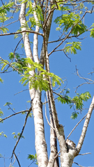 Machaerium hirtum