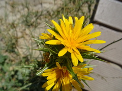 Scolymus hispanicus