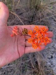 Asclepias lanceolata image