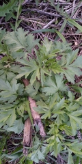 Artemisia vulgaris