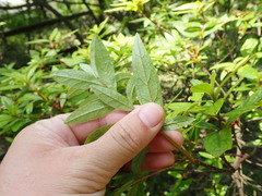 Rhododendron kanehirai