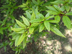 Rhododendron kanehirai