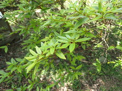 Rhododendron kanehirai
