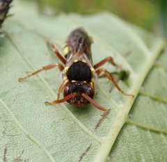 Nomada