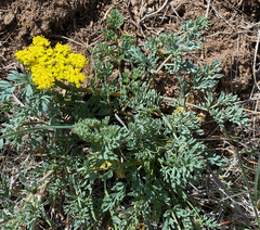 Lomatium donnellii