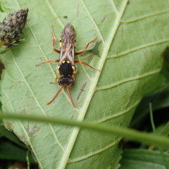 Nomada