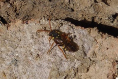 Nomada