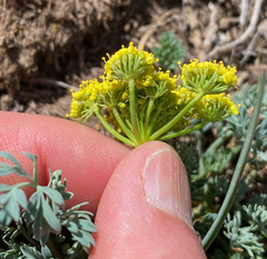 Lomatium donnellii