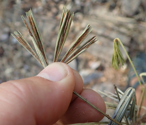 Actiniopteris radiata image