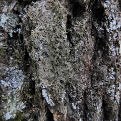 Bacidia schweinitzii