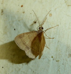 Chiasmia inconspicua