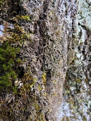 Bacidia schweinitzii