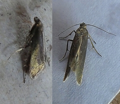 Lepidoptera