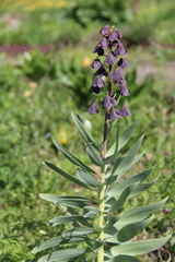 Fritillaria persica