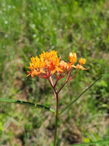 Fewflower milkweed (Asclepias lanceolata)