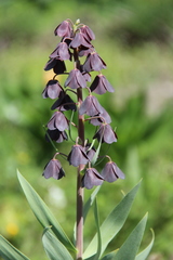 Fritillaria persica