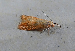 Lepidoptera