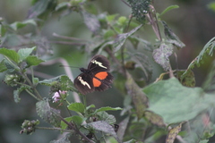 Heliconius hortense
