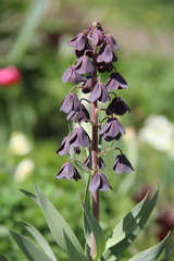 Fritillaria persica