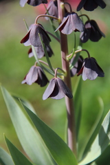 Fritillaria persica