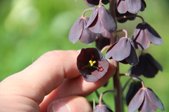 Fritillaria persica