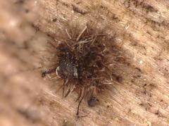 Echinosphaeria strigosa