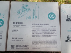Rhododendron kanehirai