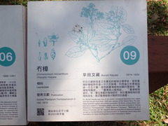 Cinnamomum micranthum