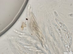 Echinosphaeria strigosa