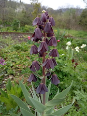 Fritillaria persica