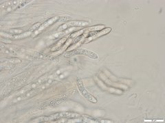 Echinosphaeria strigosa