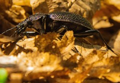 Carabus scabrosus