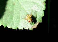 Senometopia pollinosa
