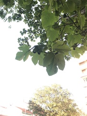 Ficus carica
