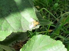 Senometopia pollinosa