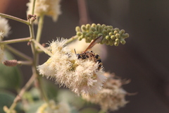 Xanthocampsomeris completa