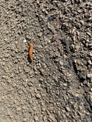 Lepidoptera