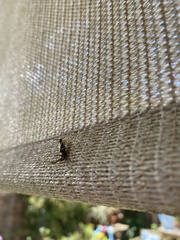 Forficula auricularia