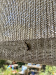 Forficula auricularia