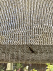 Forficula auricularia