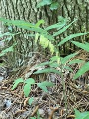 Polygonatum biflorum biflorum