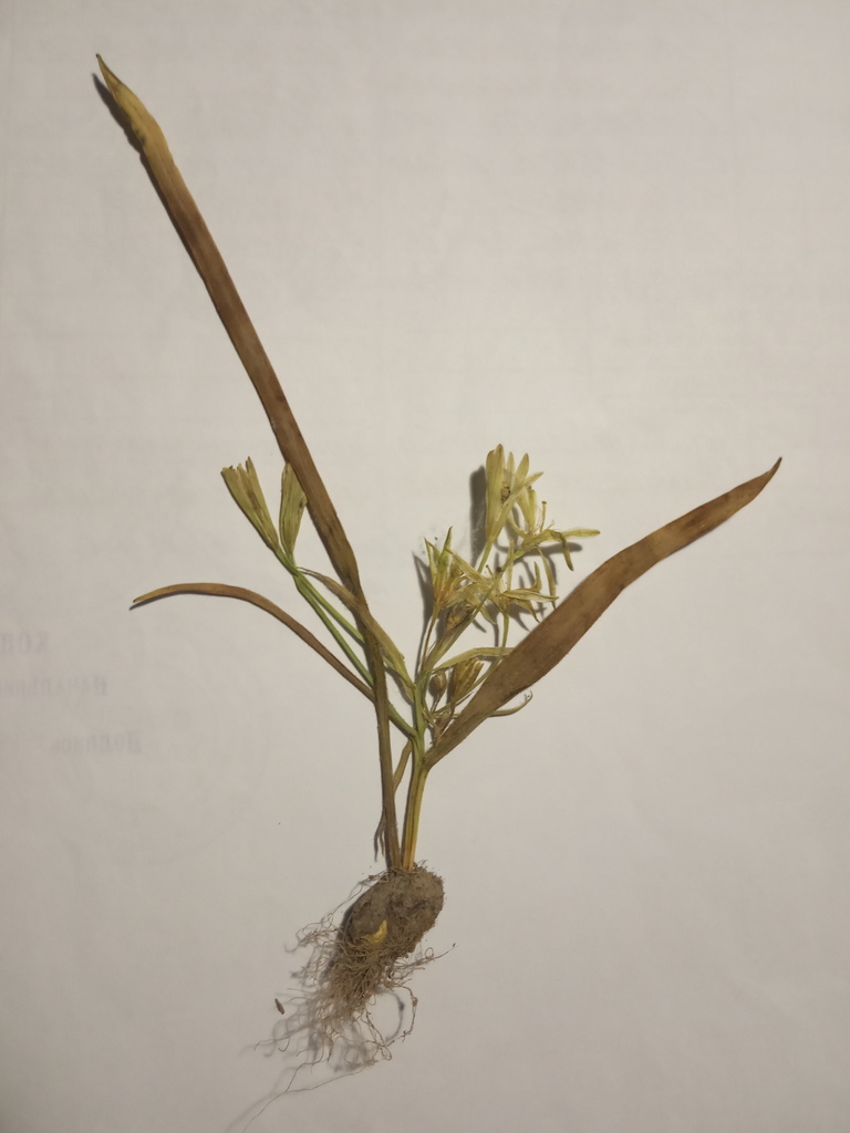 Gagea bezengiensis