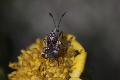 Merocoris curtatus
