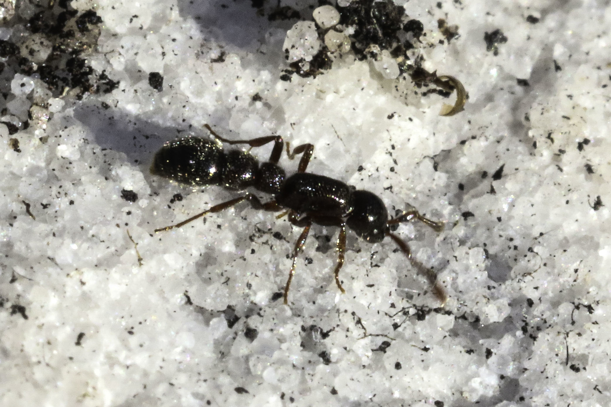 Parasyscia peringueyi