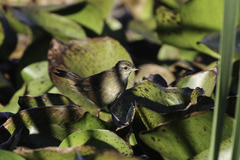 Bradypterus baboecala