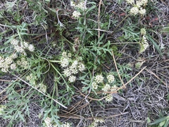 Cymopterus glomeratus