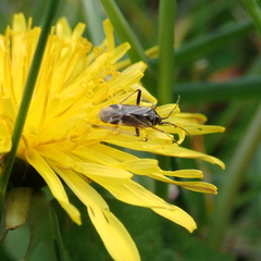 Harpocera thoracica