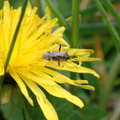 Harpocera thoracica